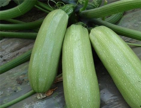 吃瓜情报处微山的瓜,揭秘吃瓜情报处的神秘瓜事