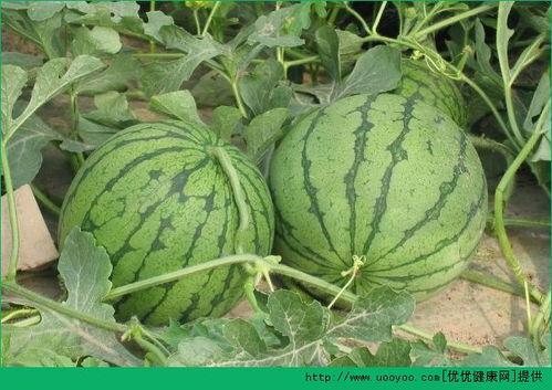 吃瓜情报处微山的瓜,揭秘吃瓜情报处的神秘瓜事