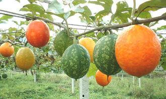 脆皮吊瓜怎么吃,解锁夏日清新口感