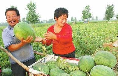 石佛寺镇吃瓜事件,一场引发热议的社区冲突纪实