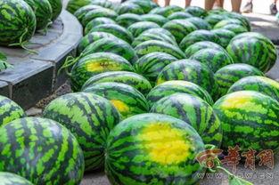 学校那个吃瓜事件,揭秘那场引发热议的吃瓜事件