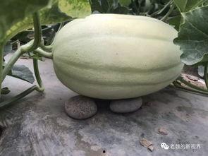 找老公吃瓜,揭秘明星夫妻甜蜜背后的“吃瓜”故事