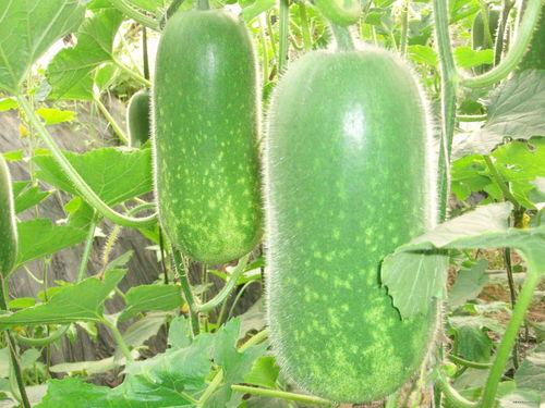 仓铉吃瓜,揭秘娱乐圈幕后真相