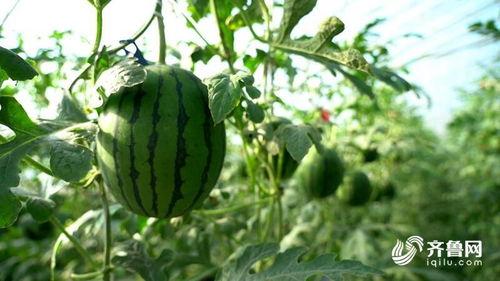 董三炮吃瓜,揭秘娱乐圈幕后风云