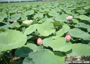 小西湖吃瓜视频,揭秘网红美食背后的故事