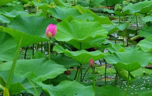 小西湖吃瓜视频,揭秘网红美食背后的故事